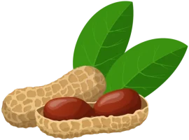 groundnut